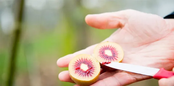 کیوی تو سرخ ، رنگی از طبیعت | قیمت مناسب خرید عالی